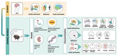 Reelin Alterations, Behavioral Phenotypes, and Brain Anomalies in Schizophrenia: A Systematic Review of Insights From Rodent Models